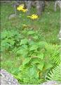 Doronicum_austriacum1_FM