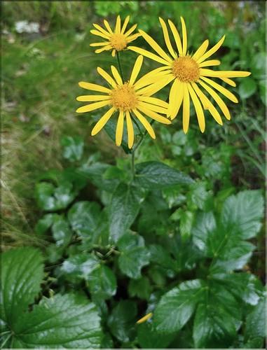Doronicum_austriacum3_SP