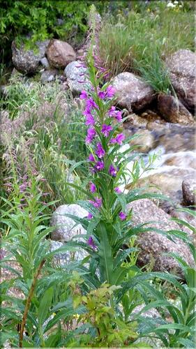 Epilobium_angustifolium_SE
