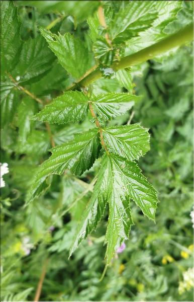 Filipendula_ulmaria2_SP