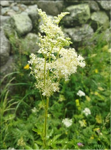 Filipendula_ulmaria_SP