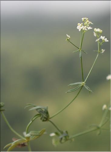 Galium_estebanii_SP