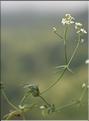 Galium_estebanii_SP