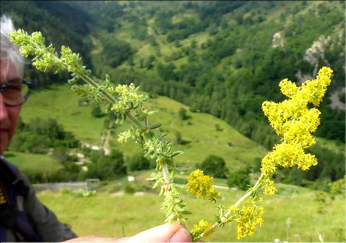 Galium_maritimun_verum_SE