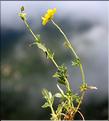 Helianthemum_nummularium2_SP