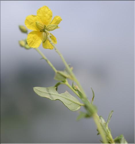 Helianthemum_nummularium3_SP