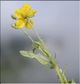 Helianthemum_nummularium3_SP