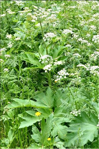 Heracleum_spondylium_FM