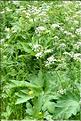 Heracleum_spondylium_FM