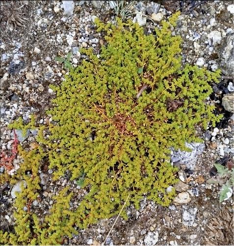 Herniaria_glabra1_SP