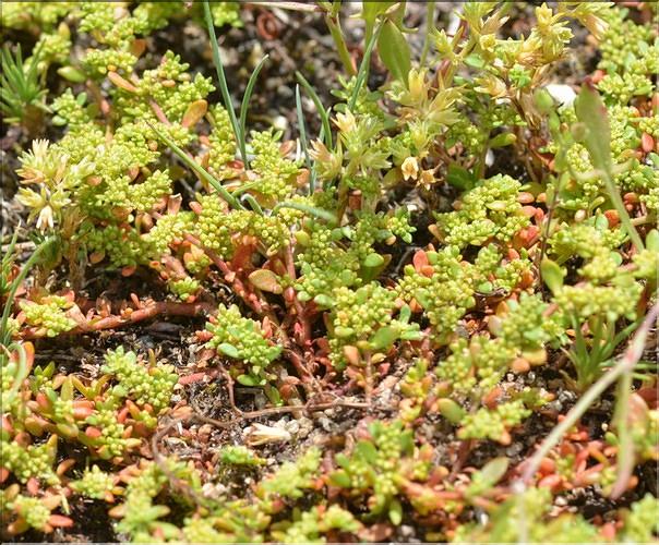 Herniaria_glabra2_FM