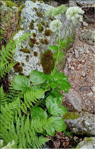 Imperatoria_ostruthium1_SP