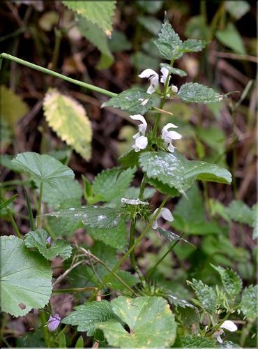 Lamium_album_SP