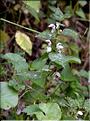 Lamium_album_SP