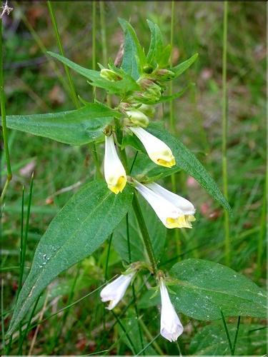Melampyrum_pratense_CM