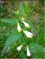 Melampyrum_pratense_CM