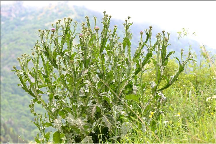 Onopordum_acanthium_FM