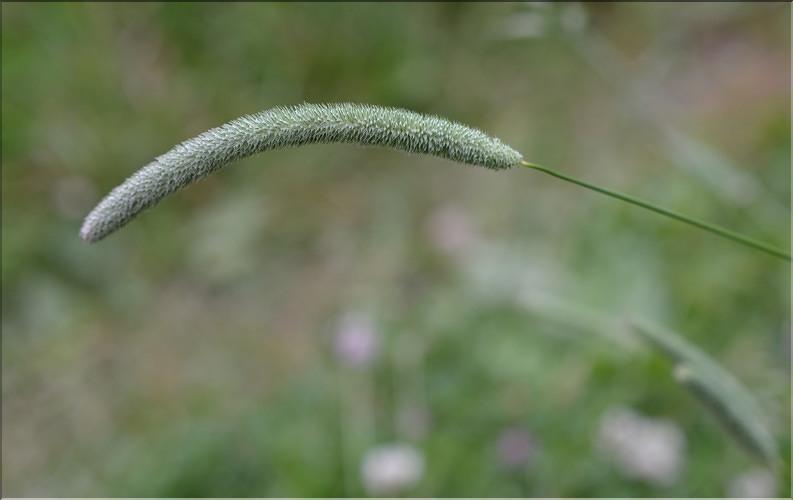 Phleum_pratense_SP