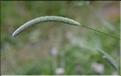 Phleum_pratense_SP
