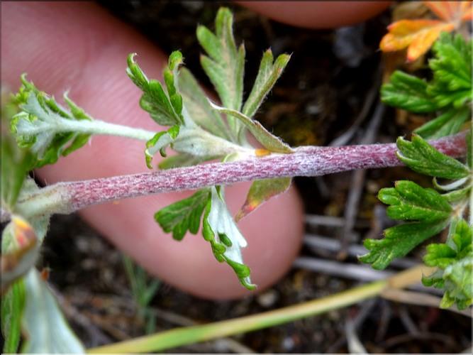 Potentilla_argentea1_CM