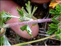 Potentilla_argentea1_CM
