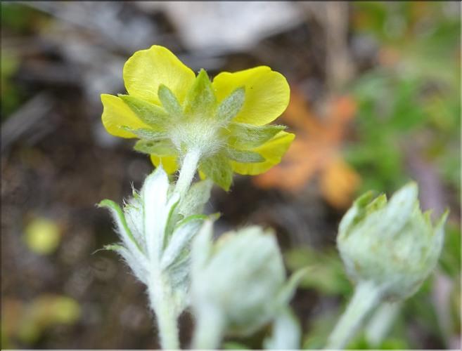 Potentilla_argentea2_CM