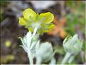 Potentilla_argentea2_CM