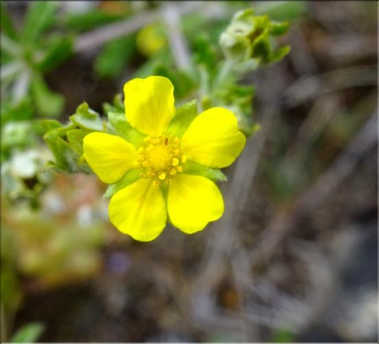 Potentilla_argentea3_CM