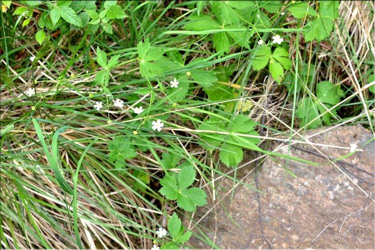 Ranunculus_aconitifolius_FM