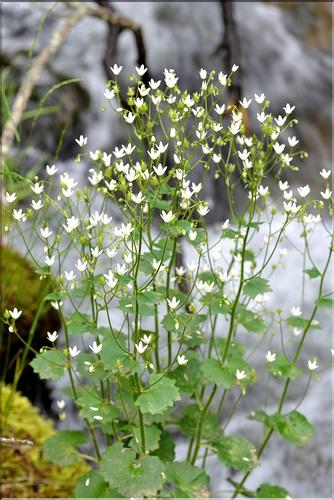 Saxifraga rotundifolia2_FM