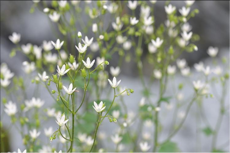 Saxifraga rotundifolia3_FM