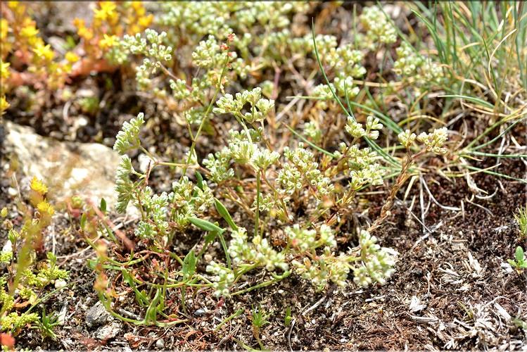 Scleranthus perennis_FM