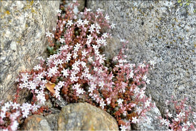 Sedum brevifolium_FM