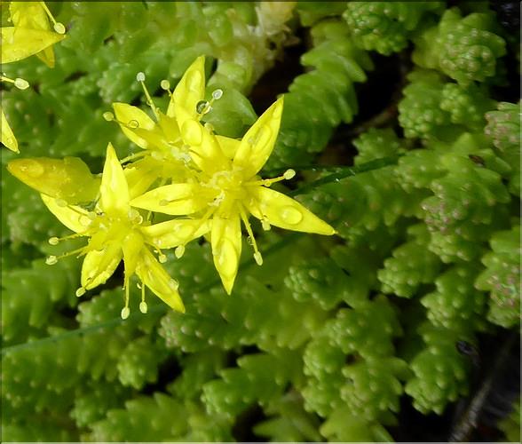 Sedum_acre3_SE