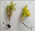 Sedum_acre_annuum_SP