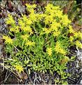 Sedum_acre_SP
