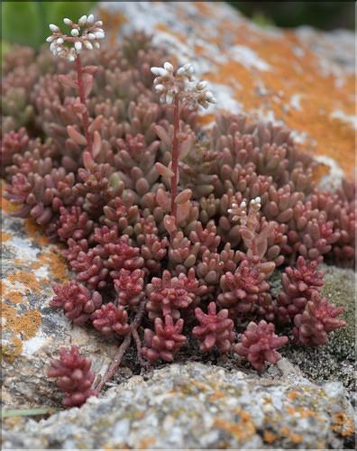 Sedum_album_SP
