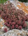 Sedum_album_SP