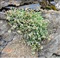 Sedum_dasyphyllum1_FM