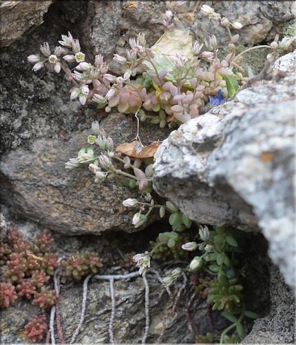 Sedum_dasyphyllum2_SP