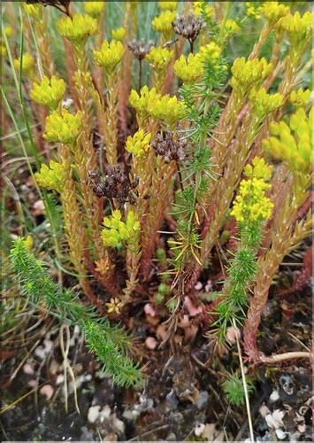 Sedum_montanum_SP
