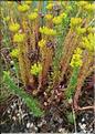 Sedum_montanum_SP