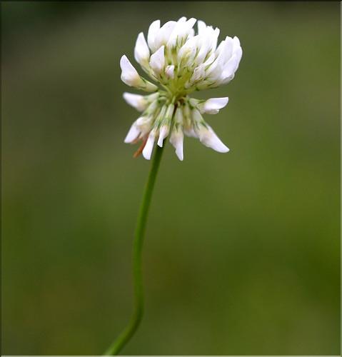 Trifolium_repens_SP