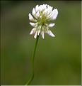 Trifolium_repens_SP