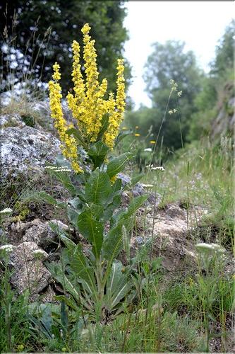 Verbascum_lychnitis1_SP