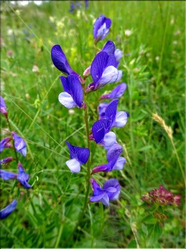 Vicia_onobrychioides_CM