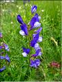 Vicia_onobrychioides_CM