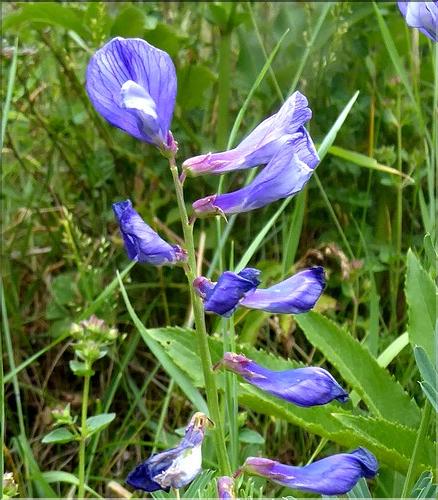 Vicia_onobrychioides_SE