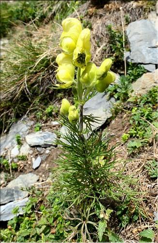 Aconitum_anthora1_ME