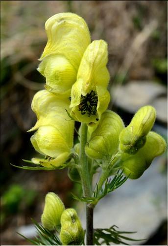 Aconitum_anthora2_ME